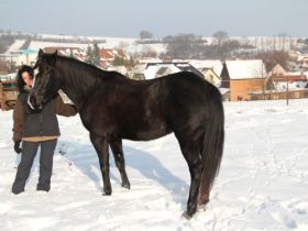 Tierheilpraxis  und Katzenpension Kraichgau