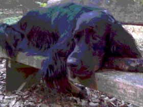 Der Zufriedene Hund - Hundeerziehung in Wiesbaden