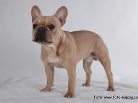 Da Vinci von den kleinen Giganten