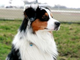 Red  River´s Mighty Monty DNA-VP