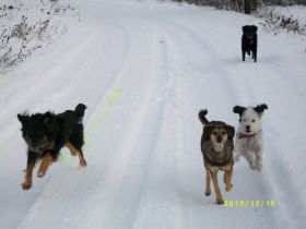 Hundepension Mein lieber Hund