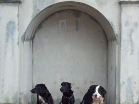 Hundgerecht - Tier & Wir im Allgäu - Verhaltensth.