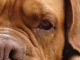 Der Storchenhof (Urlaub mit Hund und Pferd)