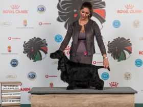 La Scale Englischer Cockerspaniel-Zwinger