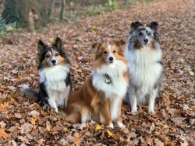 Klattig Hundetraining