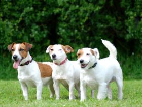 vom Königsberger Schloß