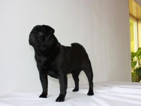 INTAR SAVLAAR TREASURE HAUS