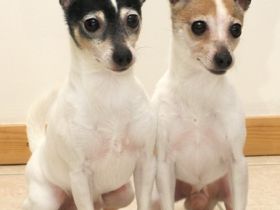 Toy Fox Terrier Kennels