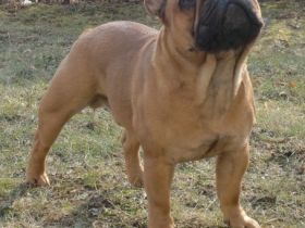 Armani von der Harth