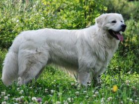 Slovensky Cuvac "von der Stockacher Halde"