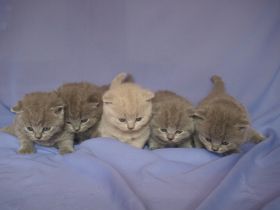 Von den Nachträubern