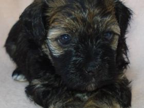 Wonderland's Happy Angel