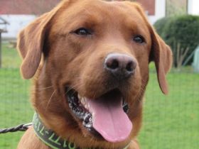 Ulf vom Loderberg/ Al-grom Quiche (Charly),