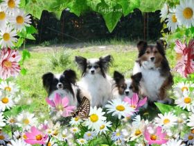 von der Märchenwiese