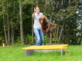 Heidis Hundetraining