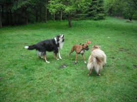 Pension zum bellenden gast