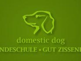 Hundeschule domestic dog