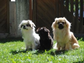 Sonnenschein von Schöpf