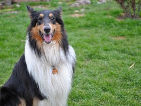 Artreju of Collieparadise