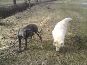 Hundepension & Hundetagesstätte Ludwig