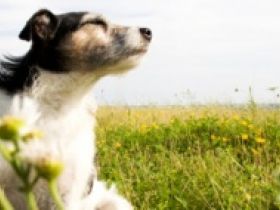 Hundeschule Wendepunkt