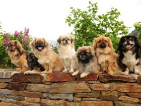 Gyalpo Zi-dschig Cen-po