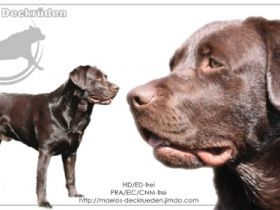 Arun-Khan of Amberfriends