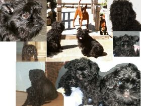 vom Reichsgraf zu Herrenheim