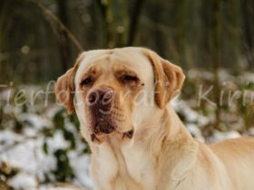 Avalon von der Feldmark