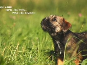 Hundeschule Bodensee-Pfoten