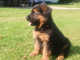 vom Altdeutschen Camp