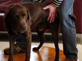 Hundephysiotherapie Bachmann