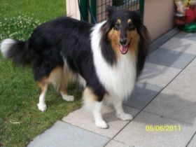 Agent Black vom Ulfenbach