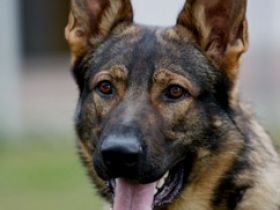 Falko vom Gimpelwald