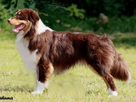 Sheeps Kin No Stone Unturned FCI & ASCA