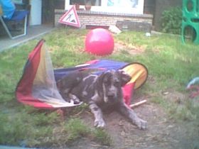 Partnertraining Mensch-Hund