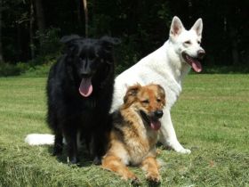 Hundepension am Wald