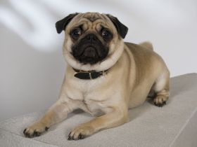 Anton vom Fasanenhof