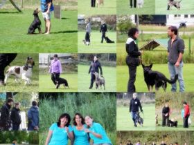 Hunde-Arbeitsgemeinschaft Wolnzach e.V.