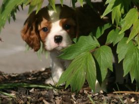 vom goldenen Mühlbach