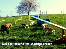 Freddys Tiersitter Service