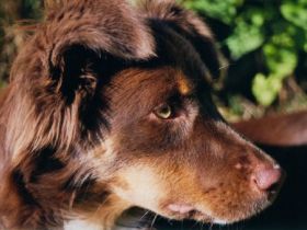 Nayeli´s Amber Souls