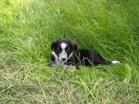 Die mobile Hundeschule Kaya