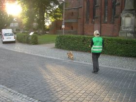 Gesundheit für den Hund