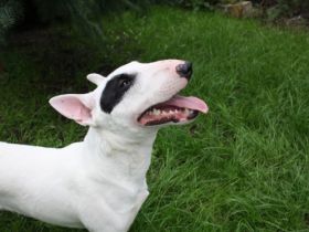 Finn von der Schwedenschanze