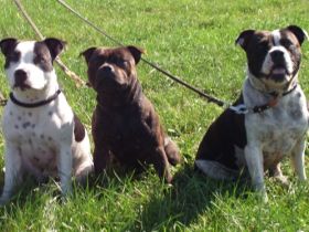 silent and powerfull by Hartel