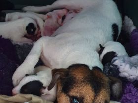 von der Klosterruine