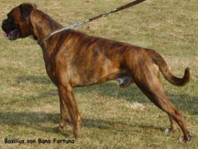 Basilius von Bona Fortuna