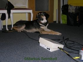 mobile Tierheilkundepraxis für Groß- und Kleintiere