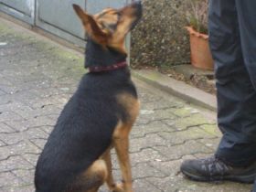 Mobile Hundeschule Göttingen